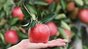 Apple aur weight loss ka connection diet follow karne walon ke liye useful hota hai