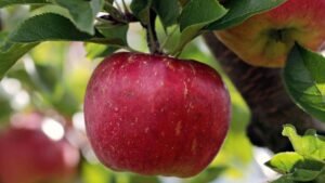 Apple digestion ke liye faydemand hota hai aur pet ko clean rakhta hai